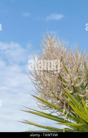 Les pics de floraison de Cordyline australis à Cornwall, UK. Cette plante est parfois connu sous le nom de la Nouvelle-Zélande 'arbre' chou ou chou-palm. Banque D'Images