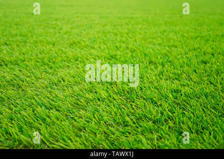 Fond d'herbe verte texture pattern Banque D'Images