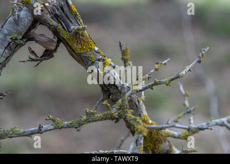 Détail de la texture d'une branche cassée et séché avec les lichens au milieu de la forêt Banque D'Images