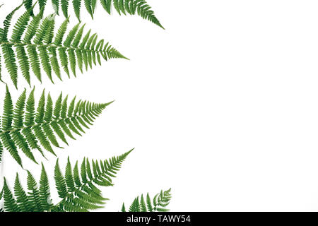 Mise en page créative faite de feuilles de fougère tropicaux colorés sur fond blanc. Un minimum d'été avec copie espace concept exotiques. Banque D'Images