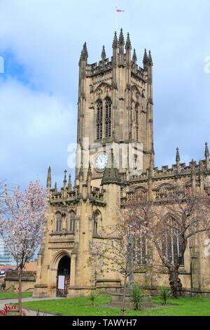 Manchester, UK - Cathédrale anglicane. Printemps fleur de cerisier. Ville de l'ouest de l'Angleterre Banque D'Images