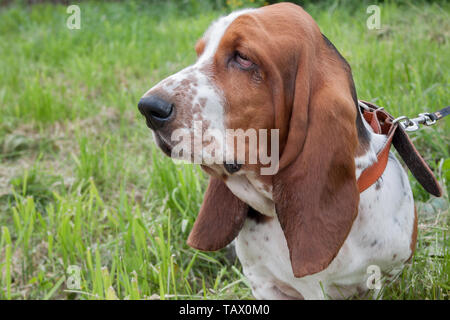 Cute basset hound close up. Chien de race pure. Animaux de compagnie. Banque D'Images