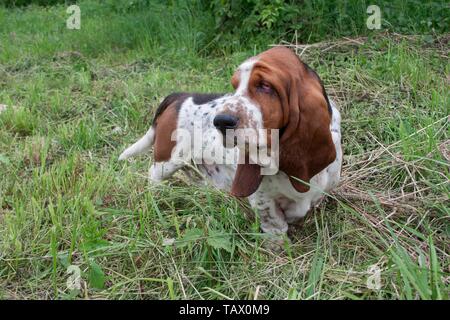 Cute basset-hound est debout sur l'herbe verte. Chien de race pure. Animaux de compagnie. Banque D'Images