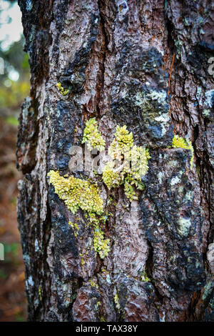 Jaune et vert mousse sur l'arbre de l'écorce du pin dans la forêt naturelle Banque D'Images