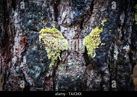 Jaune et vert mousse sur l'arbre de l'écorce du pin dans la forêt naturelle Banque D'Images