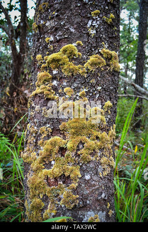 Jaune et vert mousse sur l'arbre de l'écorce du pin dans la forêt naturelle Banque D'Images