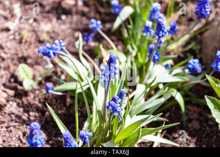 Grape hyacinth muscari bleu première plante printemps fleurs en parterre de close up macro photo nature sur fond de masse. Soft focus sélectif. Début de l'IRSS Banque D'Images