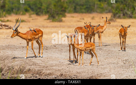 Troupeau Impala Aepyceros melampus verre au Sweetwaters waterhole, oiseaux sur le dos, certains montent la garde, Ol Pejeta Conservancy, Kenya, Afrique de l'Est Banque D'Images