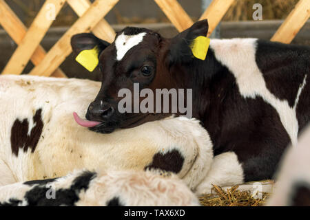 Mignon de veau Holstein dans la grange coller aia langue Banque D'Images