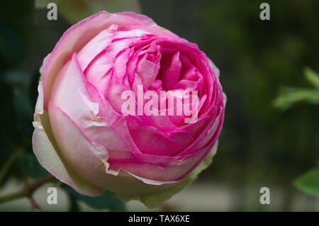Rosa Pierre de Ronsard Banque D'Images