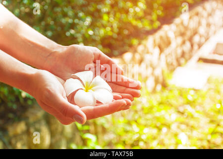 Fleur de frangipanier dans a woman's hand Banque D'Images