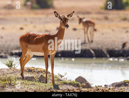 Impala Aepyceros melampus, femelle, Serena Sweetwaters waterhole, Ol Pejeta Conservancy, Kenya, Afrique de l'Est. De l'eau scintillant dans la lumière du soleil, les grandes oreilles Banque D'Images