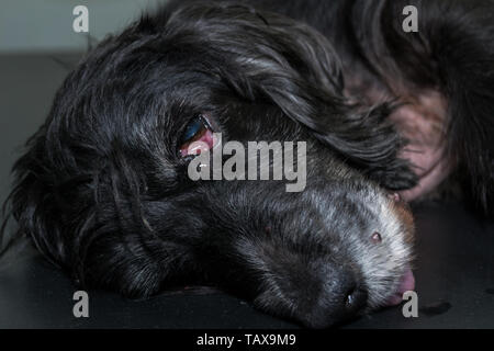 Vieux chien anesthésié à la clinique vétérinaire Banque D'Images