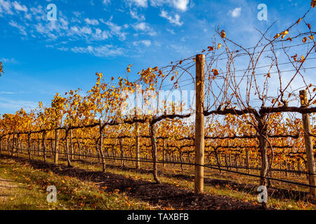 Rangées de vignes dans un vignoble Banque D'Images