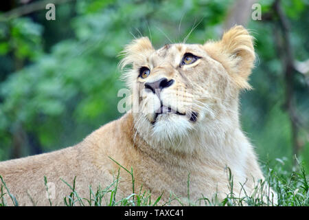 Portrait de lionne Katanga mignon regardant vers le haut Banque D'Images