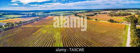 Large panorama de l'antenne grand vignoble en automne près de Red Hill, Victoria, Australie Banque D'Images