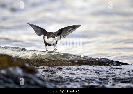 White-throated ouzel eau Banque D'Images