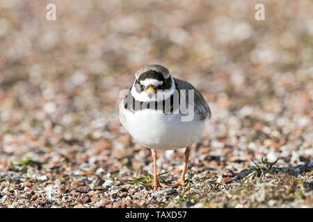 Common ringed plover Banque D'Images