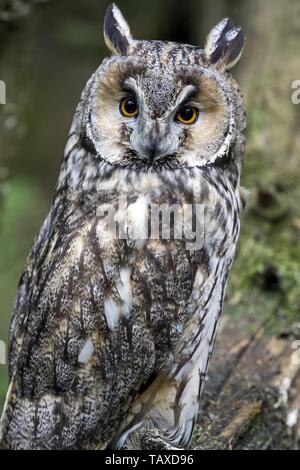 Hibou moyen-nord Banque D'Images