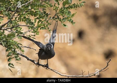 Jack daw Banque D'Images