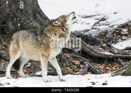 Greywolf eurasien Banque D'Images