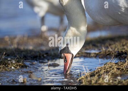 Cygne muet Banque D'Images