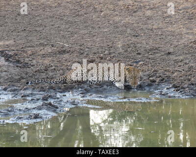 Une belle leopard à la recherche d'un air menaçant à l'appareil photo tout en buvant dans le trou d'eau complète avec réflexion, Karongwe Game Reserve, Afrique du Sud. Banque D'Images