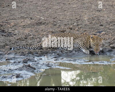 Une belle leopard à la recherche d'un air menaçant à l'appareil photo tout en buvant dans le trou d'eau complète avec réflexion, Karongwe Game Reserve, Afrique du Sud. Banque D'Images