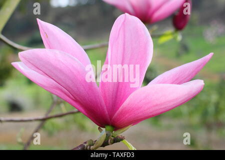 Magnolia 'Star Wars'. Rose rose fleurs de Magnolia 'Star Wars' au printemps Banque D'Images