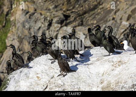 Cormorans européens Banque D'Images