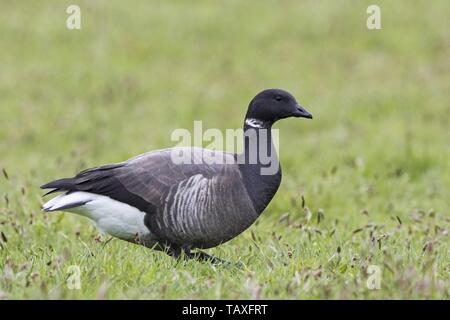 Brant américain Banque D'Images