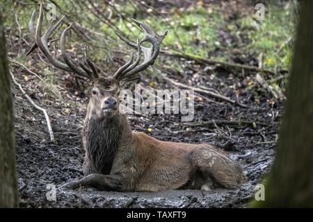 Red deer Banque D'Images