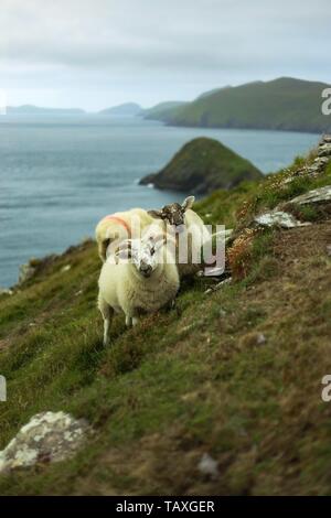 moutons Banque D'Images