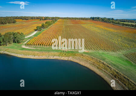 Paysage aérien de beau vignoble d'or à l'automne Banque D'Images