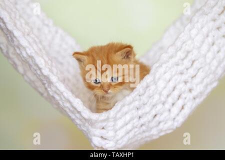 Chaton Longhair allemande Banque D'Images
