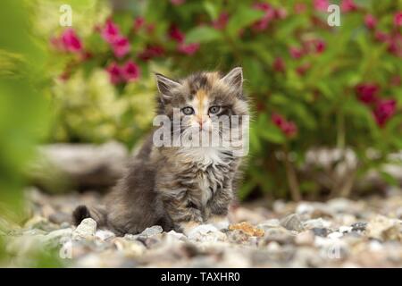 Chaton Longhair allemande Banque D'Images