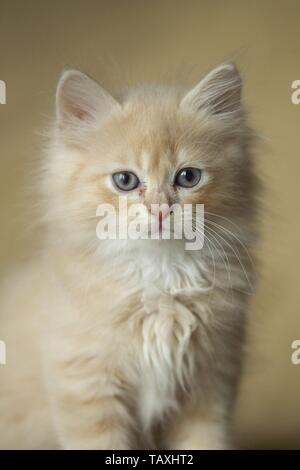 Chaton Longhair allemande Banque D'Images