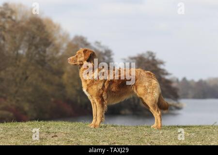 Nova Scotia Duck Tolling Retriever Banque D'Images