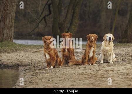 chiens Banque D'Images