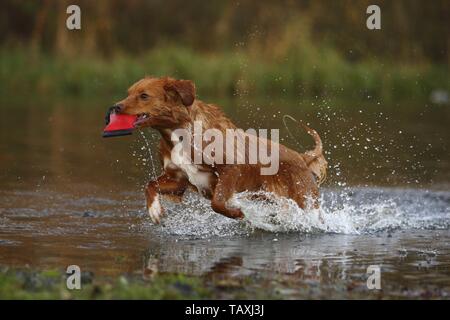 Nova Scotia Duck Tolling jeu Retriever Banque D'Images