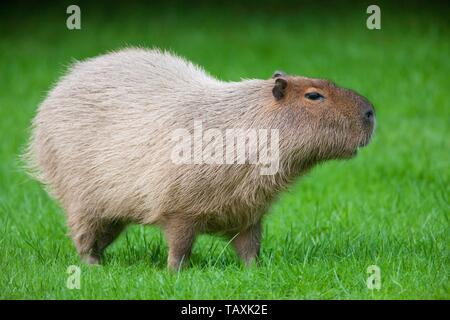 Capybara Banque D'Images