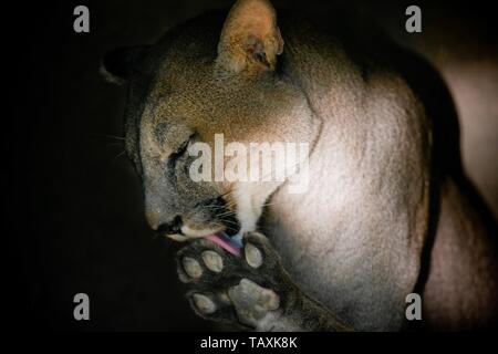 Cougar Banque D'Images