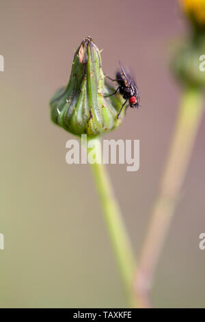 Macro photographie d'un vol stable reposant sur un pissenlit bud. Capturé à la Communauté andine montagnes du centre de la Colombie. Banque D'Images