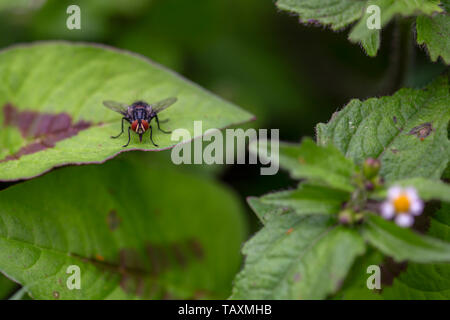 Macro photographie d'un vol stable reposant sur une feuille dans un buisson. Capturé à la Communauté andine montagnes du centre de la Colombie. Banque D'Images