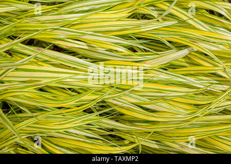 Close up of golden hakonechloa Hakonechloa macra aureola ou d'herbe. Banque D'Images