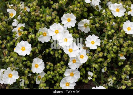 Gros plan sur la floraison de la rose blanche de Cistus obtusifolius, dans un jardin anglais, au Royaume-Uni Banque D'Images