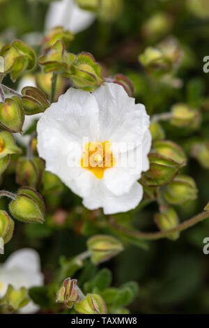 Gros plan sur la floraison de la rose blanche de Cistus obtusifolius, dans un jardin anglais, au Royaume-Uni Banque D'Images