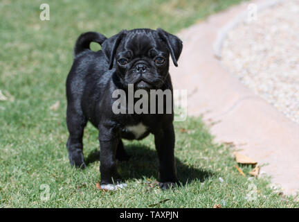 Chiot carlin noir dans l'herbe Banque D'Images