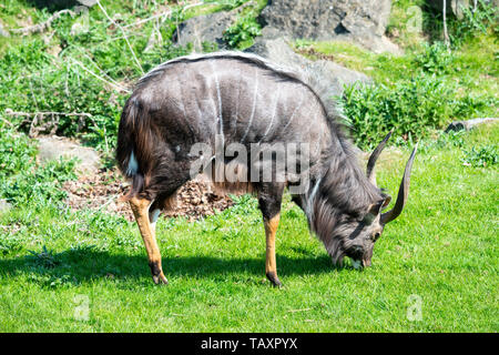 Nyala (Tragelaphus angasii de plaine) dans les plaines de l'Afrique de l'enclos au Zoo d'Édimbourg, Écosse, Royaume-Uni Banque D'Images