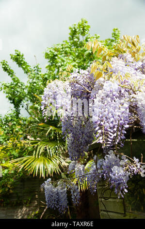 La glycine en fleurs dans un jardin de Londres avec un ciel noir Banque D'Images
